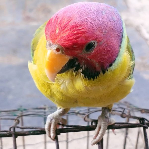 Buy Plum Headed Parakeet Online - Image 3