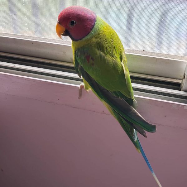 Buy Plum Headed Parakeet Online - Image 2