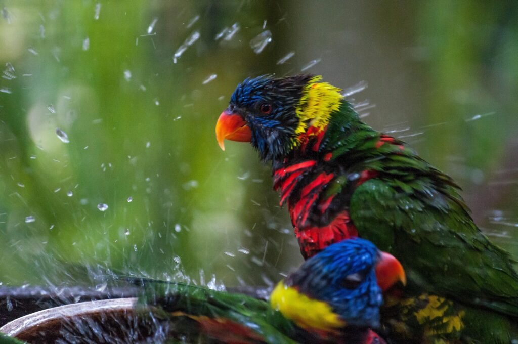 Getting Your Parrot To Bathe