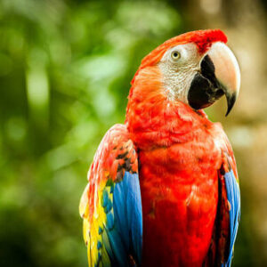 Scarlet Macaw