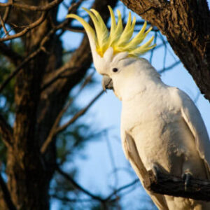 Sulphur Crested Cockatoo