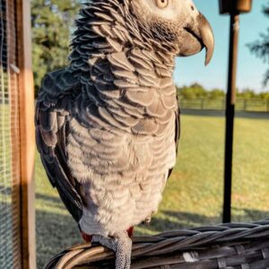 African Grey Parrots For Sale