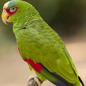 White Fronted Amazon