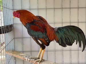 Black Breasted Red Aseel