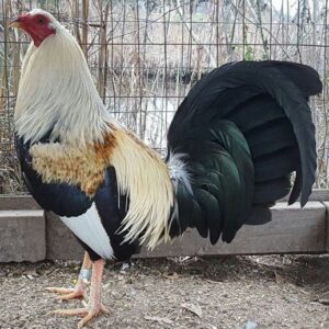 Regular Grey Cock