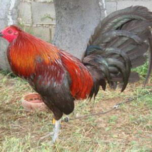 Democrats Gamefowl