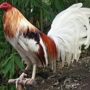 Miner Blue chickens