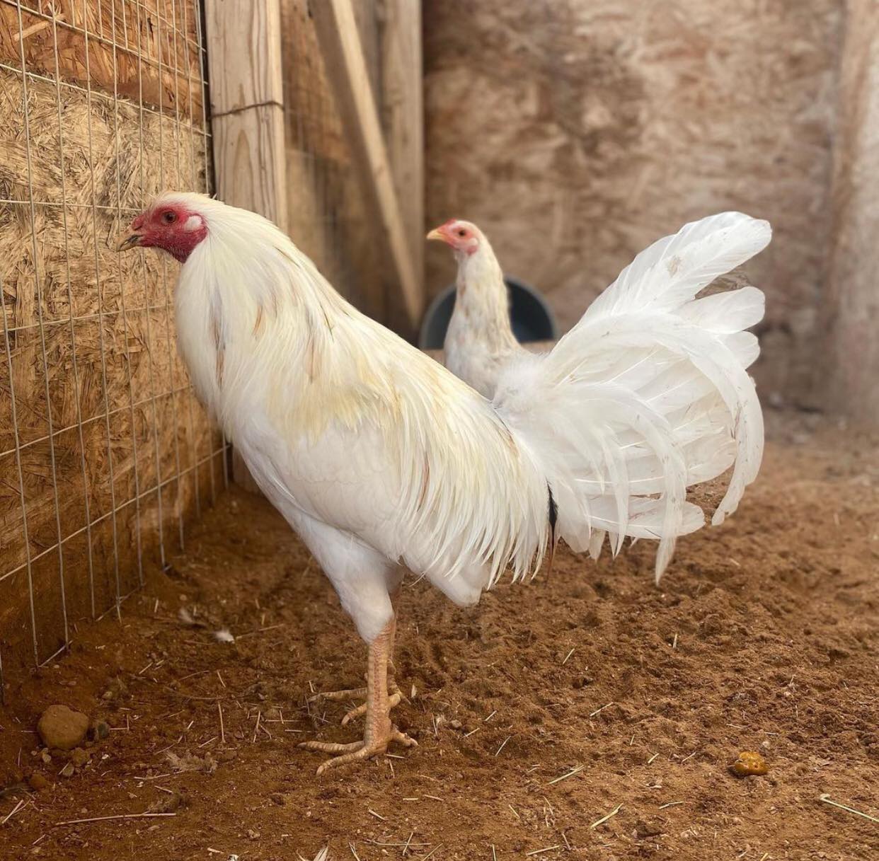 White Kelso GameFowl - Image 5