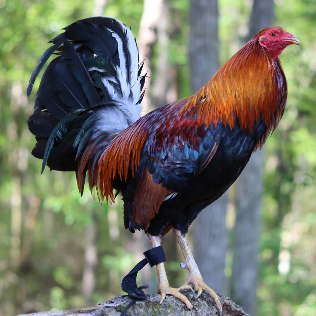 Albany Gamefowl Hatching Eggs