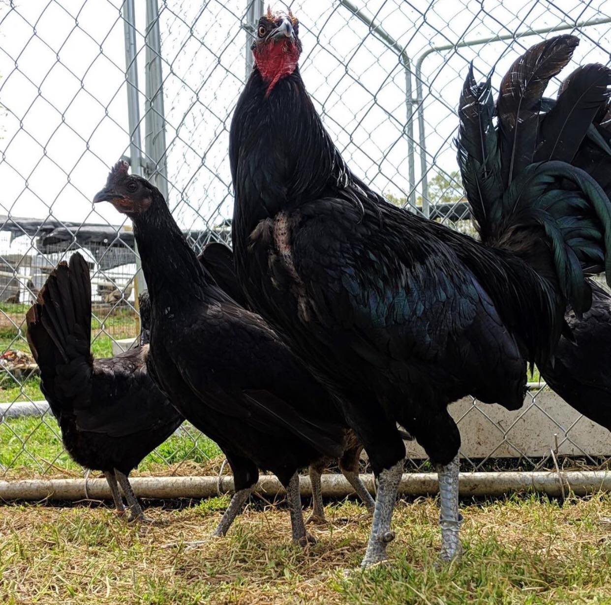 Black Gamefowl - Image 2