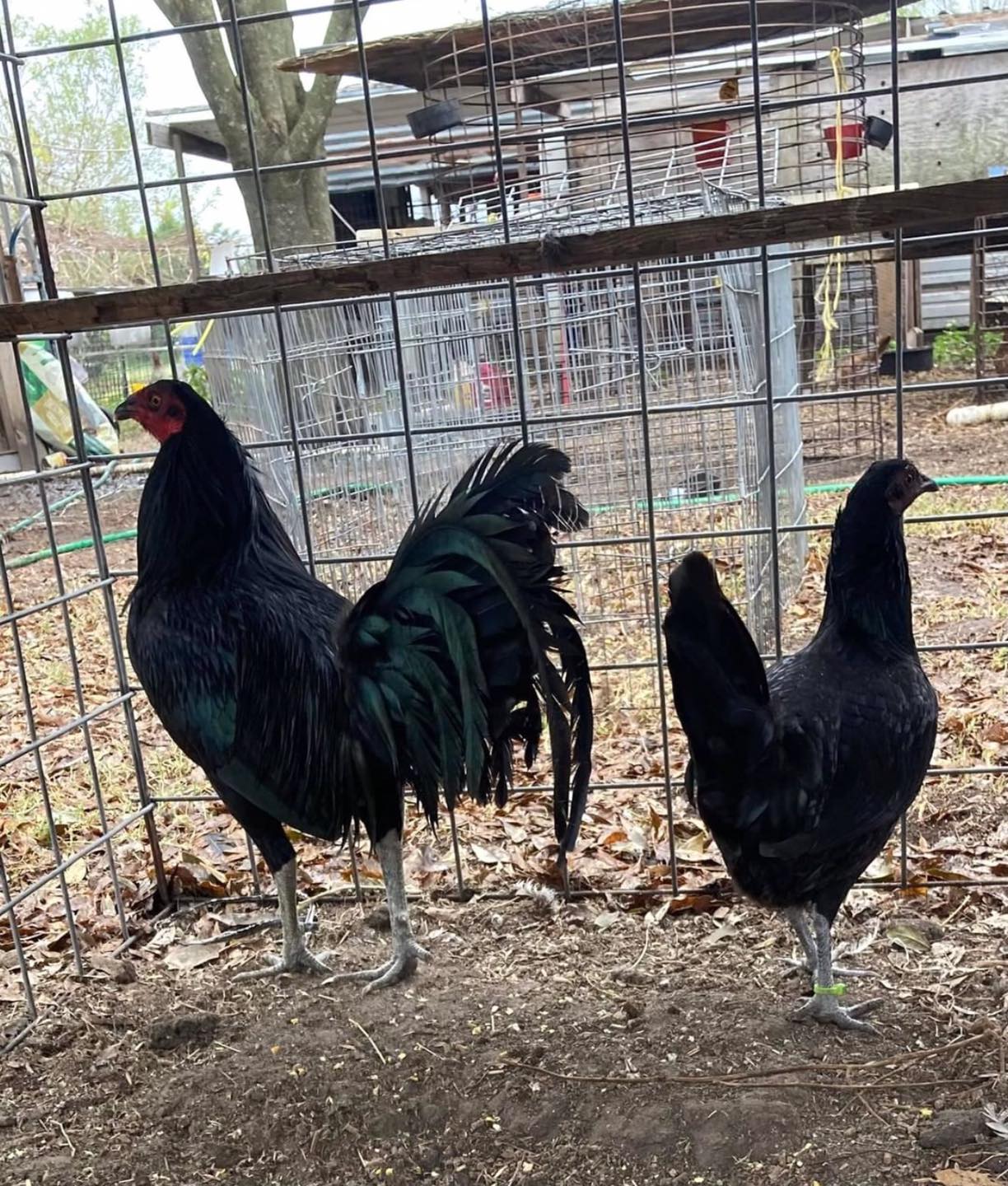 Black Gamefowl - Image 3