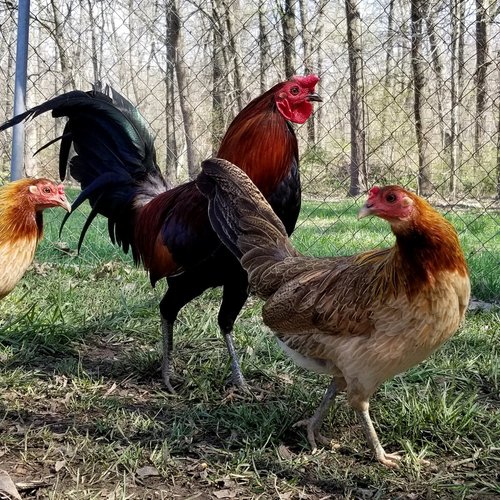 Rat Graves Leiper Gamefowl Hatching Eggs