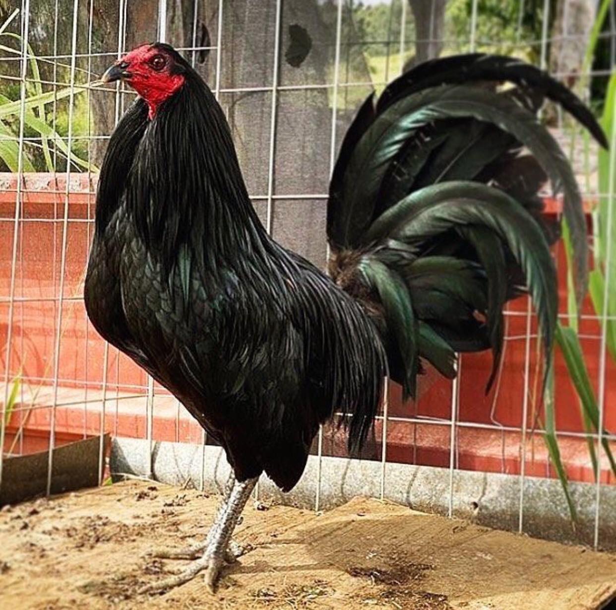 Black Gamefowl - Image 4