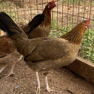 Kelso Hen