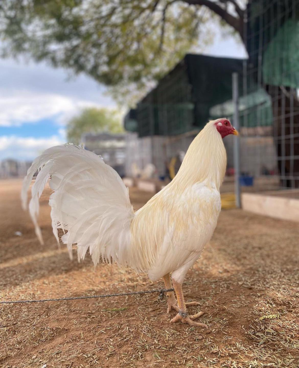 White Kelso GameFowl - Image 3