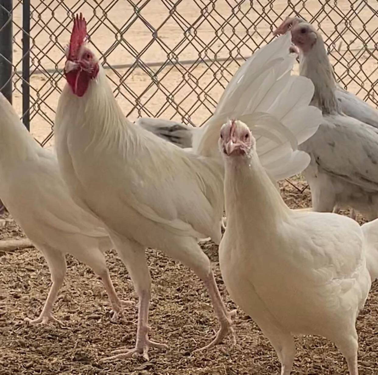 White Kelso GameFowl - Image 4