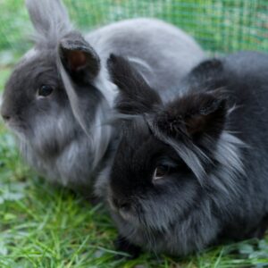 Buy Male & Female Lionhead Rabbit's