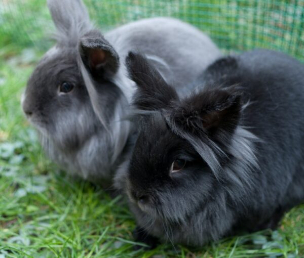 Buy Male & Female Lionhead Rabbit's
