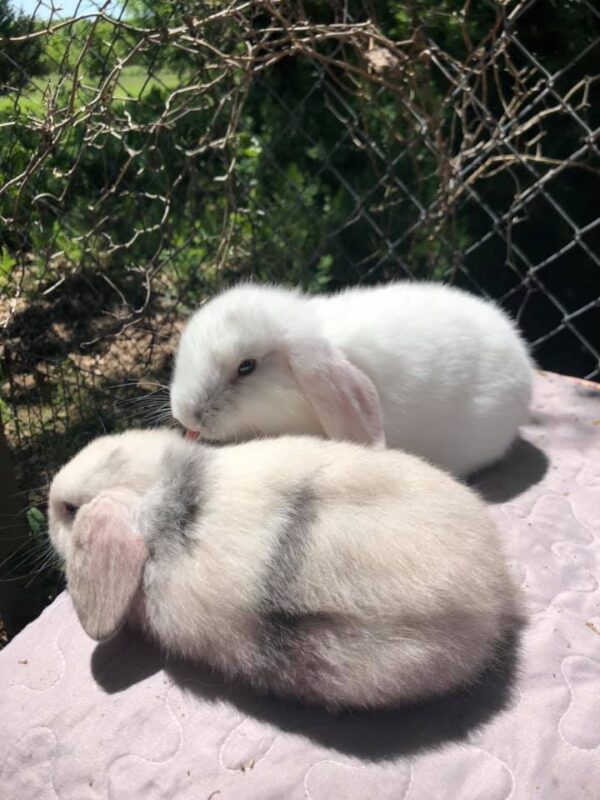 Buy Male & Female Holland Lop Bunnies - Image 10