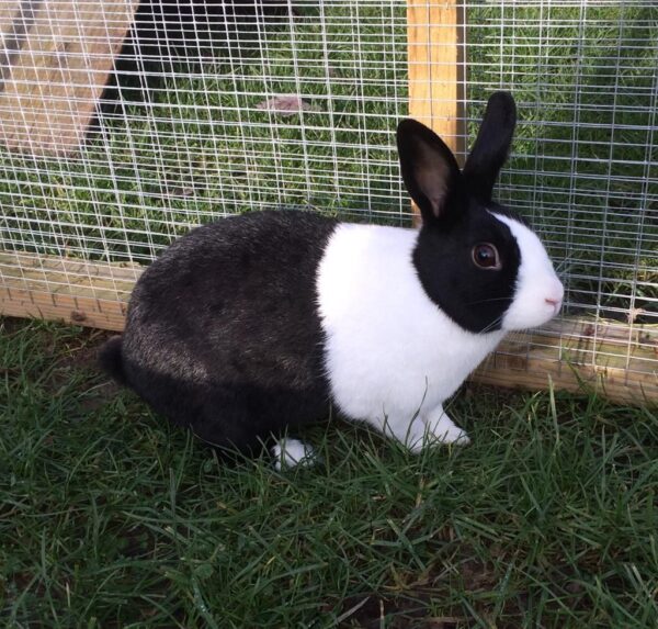 Buy Male & Female Dutch Rabbit Online - Image 9