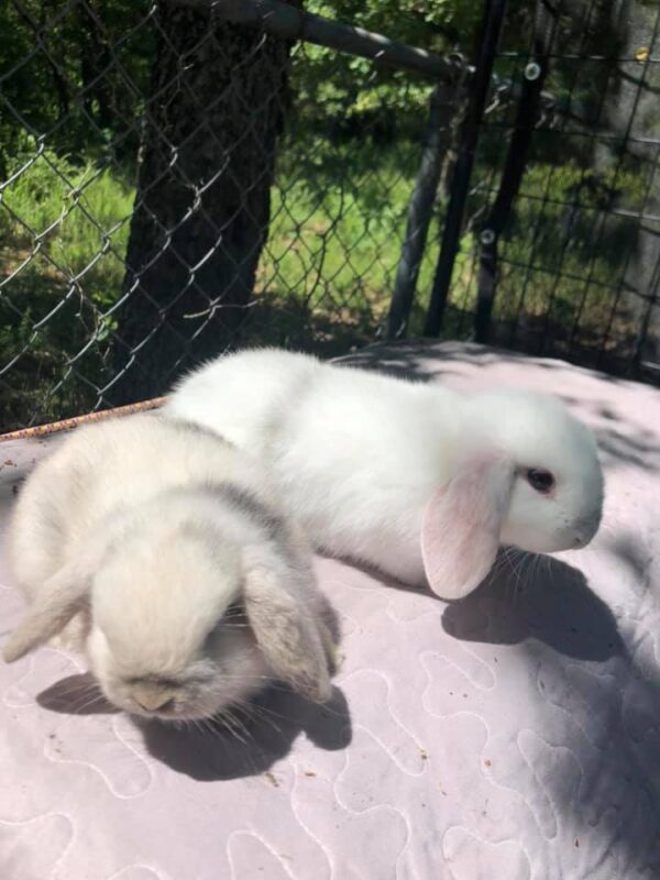 Buy Male & Female Holland Lop Bunnies - Image 7