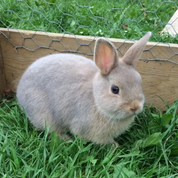 Buy Male & Female Netherland Dwarf Rabbit - Image 7