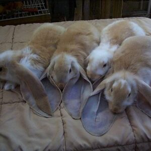 Buy Male & Female English Lop Bunnies