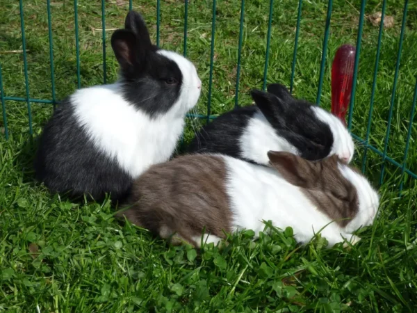Buy Male & Female Dutch Rabbit Online - Image 8