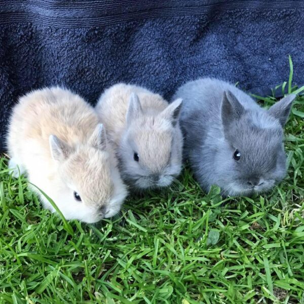 Buy Male & Female Netherland Dwarf Rabbit - Image 9