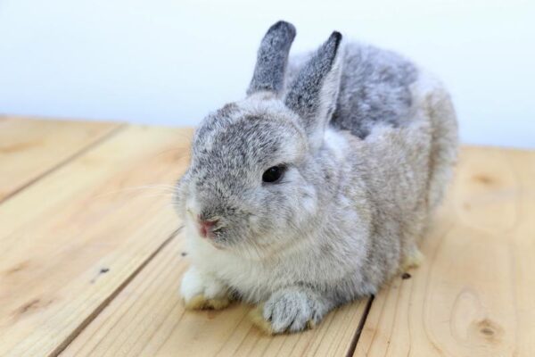 Buy Male & Female Netherland Dwarf Rabbit - Image 10