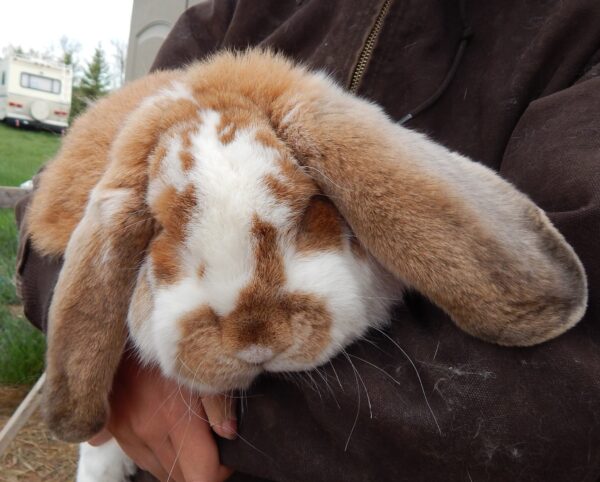 Buy Male & Female French Lop Bunnies - Image 2