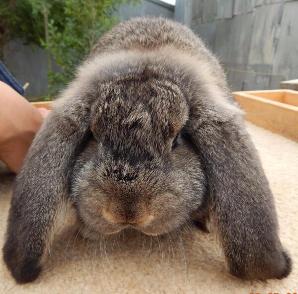 Buy Male & Female French Lop Bunnies - Image 6
