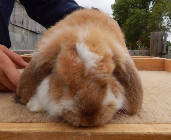 Buy Male & Female French Lop Bunnies - Image 5