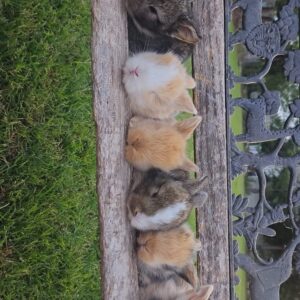 Buy Baby Bunnies - Male & Female Litters - Baby Rabbits for Sale