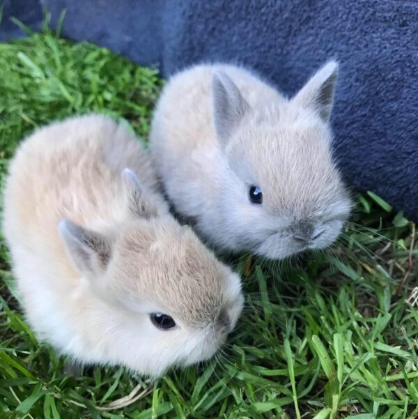 Buy Male & Female Netherland Dwarf Rabbit - Image 8