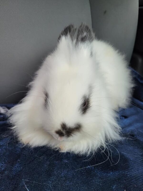 Buy Male & Female Lionhead Rabbit's - Image 8