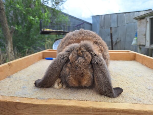 Buy Male & Female French Lop Bunnies - Image 10