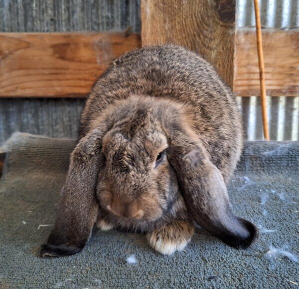 Buy Male & Female French Lop Bunnies - Image 9