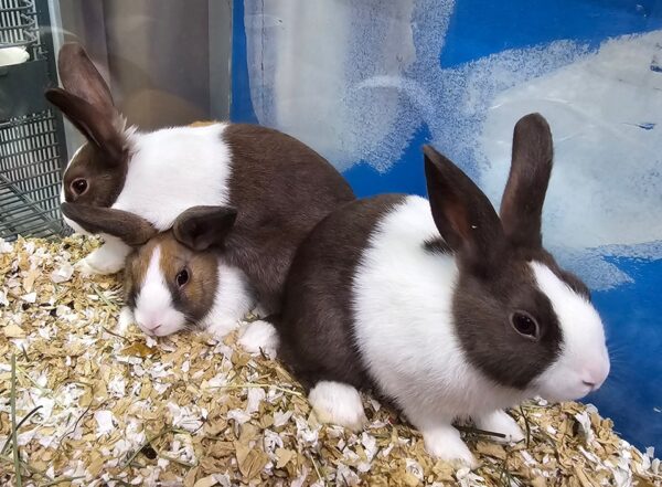 Buy Male & Female Dutch Rabbit Online - Image 2