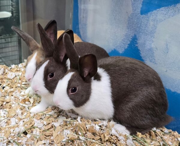 Buy Male & Female Dutch Rabbit Online - Image 4