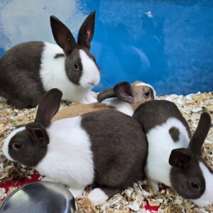 Buy Male & Female Dutch Rabbit Online