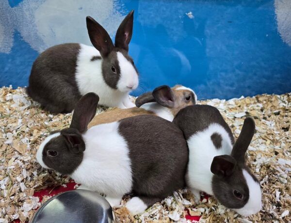Buy Male & Female Dutch Rabbit Online