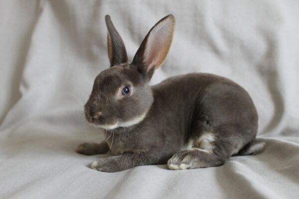 Buy Male & Female Rex Rabbit Online - Image 10