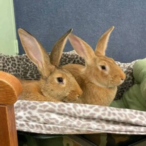 Buy Male & Female Flemish Giant Bunnies
