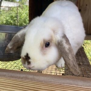 Buy Male & Female Holland Lop Bunnies