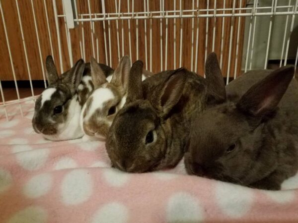 Buy Male & Female Rex Rabbit Online - Image 2