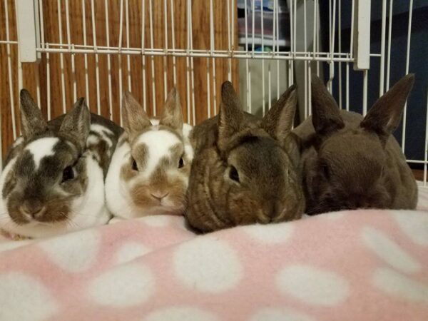 Buy Male & Female Rex Rabbit Online - Image 3
