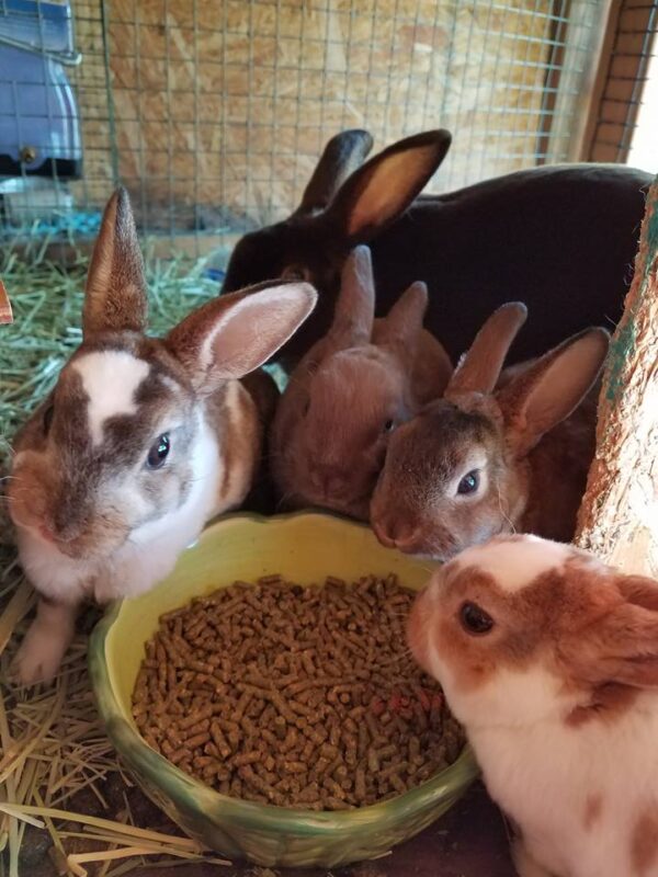 Buy Male & Female Rex Rabbit Online - Image 8