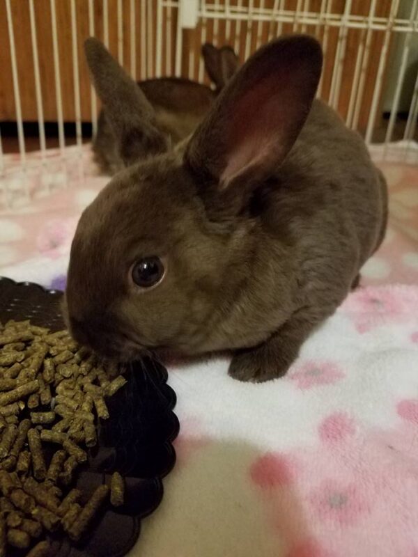 Buy Male & Female Rex Rabbit Online - Image 5