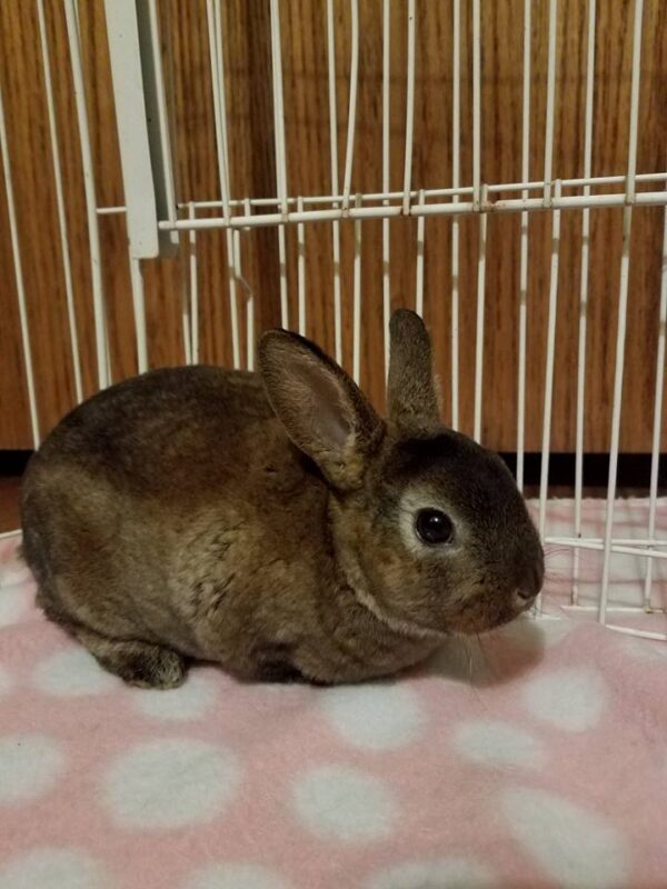 Buy Male & Female Rex Rabbit Online - Image 6